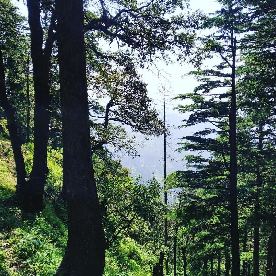 Shimla Pines Homestay Екстериор снимка