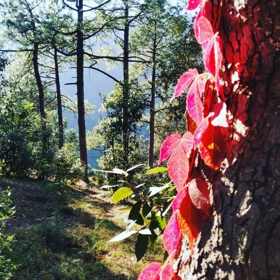 Shimla Pines Homestay Екстериор снимка